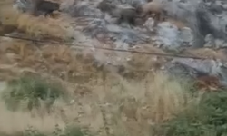Kütahyalıların favori piknik alanı yakınlarına dikkat: Domuz sürüsü vatandaşları şaşkına çevirdi