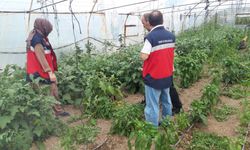 Tavşanlı'da tarla ve seralarda hastalık kontrolleri gerçekleştirildi