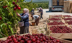 Kütahya’nın Vişnesi Üretimde Türkiye’nin Gözdesi Oldu