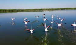Eber Gölü’nde Görsel Şölen! Yüzlerce Flamingo Havadan Görüntülendi