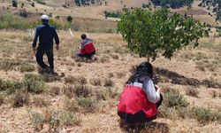 Kütahya’da Adaçayı Tarlaları Denetlendi! Numuneler Alındı