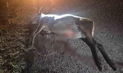 Otomobilin çarptığı geyik telef oldu