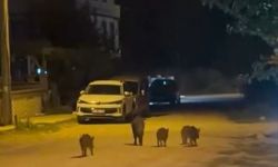 Yaban domuzları yerleşim alanına indi