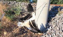 Kütahya’da Şok Görüntü! Göç Eden Leylekler Yol Boyunca Ölü Bulundu
