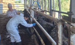 Uruguay’dan Kütahya’ya gelen besilik sığırlar veteriner kontrolünden geçiyor