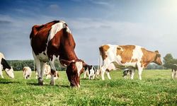 Kütahyalı çiftçilerin hesaplarına milyonlar aktarılıyor