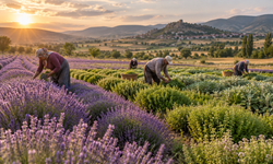 Kütahya Aromatik Bitkilerde Üs Olmaya Hazırlanıyor