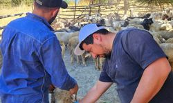 Kütahya'da hayvan sağlığı çalışmaları sürüyor