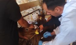 Çavdarhisar'da hayvanlara aşılama ve kimliklendirme çalışmaları tamamlandı
