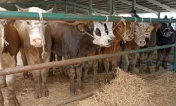 Gediz’de canlı hayvan pazarının günü belli oldu