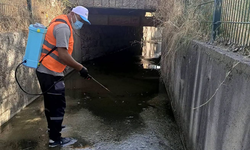 Gediz’de Uçkun ve Haşereye Karşı Mücadele Sürüyor