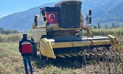 Simav’da yüzde 75 hibeli tohumlar hasada ulaştı