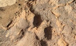 Kütahya’da Tarihi Keşif! Tam 4 Bin Yıllık Pati İzi Bulundu