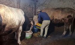 Guinness için başvuru hazırlığı! Dev danalar görenleri şaşırttı
