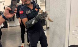 İtfaiye ekipleri duvarda mahsur kalan kedi ile parmaklıklara sıkışan köpeği kurtardı