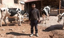 Gediz’de 9 üreticiye 95 gebe damızlık: Hedef süt üretimini artırmak