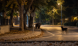 Kütahya’da Ayı Şoku! Maltepe Parkı’nda Görüntülendi
