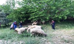 Kula'da 8 koyun çalan 2 kişi tutuklandı, aranan 2 şahıs yakalandı