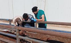Kütahya’da Uruguay’dan getirilen besilik sığırlara sağlık kontrolü