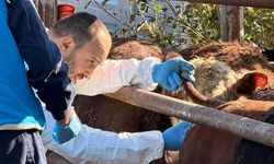 Kütahya’ya Uruguay’dan ithal besilik sığırlar getirildi