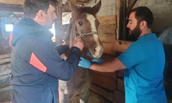Kütahya’da safkan Arap tayları tescillendi! Soy kütüğü kayıtları güvence altına alınıyor