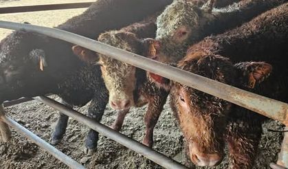 Emet'te İthal Hayvanlara Sıkı Kontrol: Halk Sağlığı İçin Önlem Üst Düzeyde