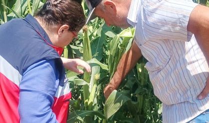 Kütahya’da Fasulye ve Mısıra Yakın Takip: Zararlılara Karşı Sıkı Önlem