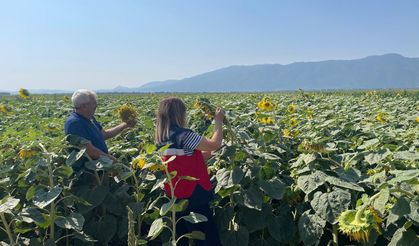 Simav’da Ayçiçeği Tarlalarına Takip