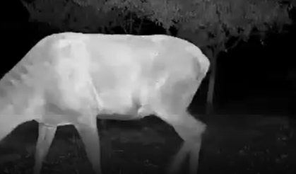 Kütahya'da 3 metre zıplayabilen kızılgeyikler çiftçilere pes dedirtti