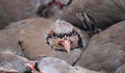 Kenelerle mücadeleye için 10 yılda 1 milyon keklik doğaya bırakıldı