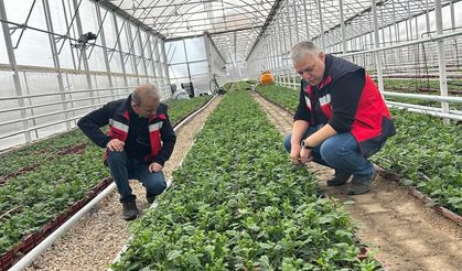 Simav Tarımı Mercek Altında