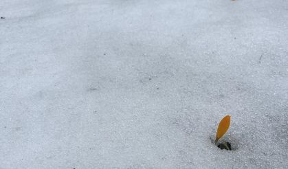 Simav’da baharın ilk işareti: Çiğdemler karı delip çıktı