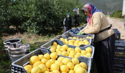 Altın değil limon: Bir yılda fiyatı yüzde 410 arttı