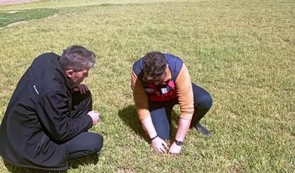 Aslanapa’da Hububatta Soğuk Alarmı! Ekipler Sahaya İndi