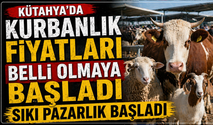 Kütahya’da kurbanlık fiyatları belli olmaya başladı