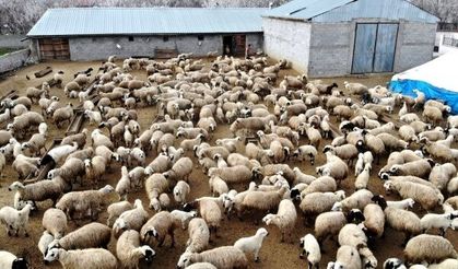Kütahyalı üreticilere kritik uyarı: Büyükbaş ve küçükbaş destek listeleri askıya çıkarıldı