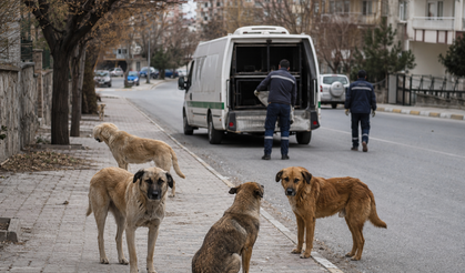 Sahipsiz Köpek Saldırıları Sonrası 3 Belediye Başkanı Hakkında İşlem