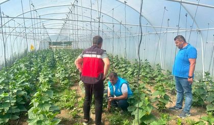 Kütahya'da cezaevi serası üretim yuvası oldu