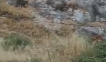 Kütahyalıların favori piknik alanı yakınlarına dikkat: Domuz sürüsü vatandaşları şaşkına çevirdi