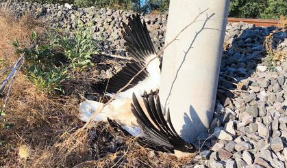 Kütahya’da Şok Görüntü! Göç Eden Leylekler Yol Boyunca Ölü Bulundu