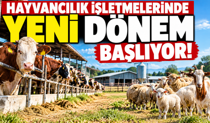 Hayvancılıkta Yeni Dönem Başlıyor! Kütahya’daki İşletmeler 5 Sınıfa Ayrılacak