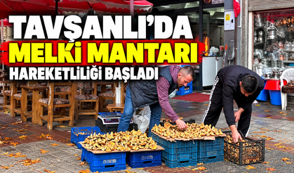 Tavşanlı’da Melki Mantarı Mesaisi Başladı: Fiyatı Şaşırttı!