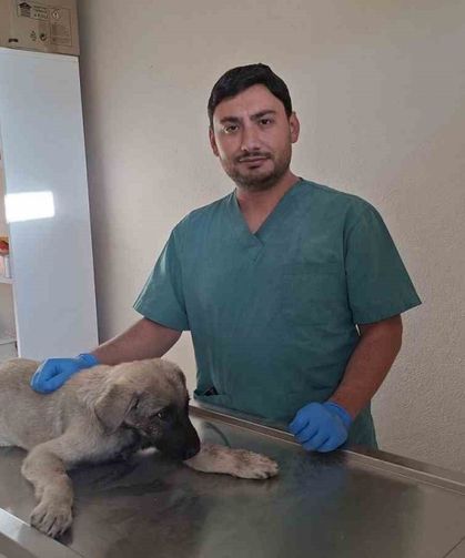 Kütahya’da Yaralı Köpeğe Umut Oldular