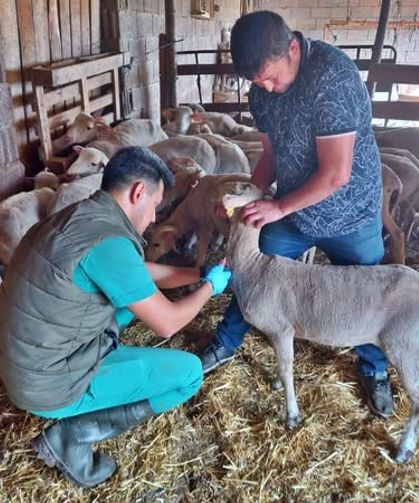 Simav'da veteriner hekimler hayvan sağlığı için harekete geçti