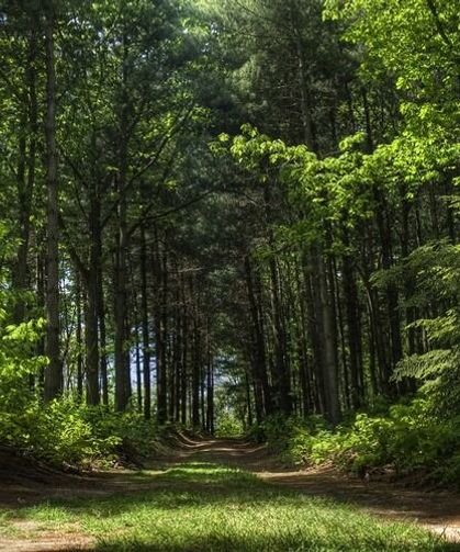Resmi Gazete’de yayımlandı: Kütahya’da orman sınırları yeniden belirlendi
