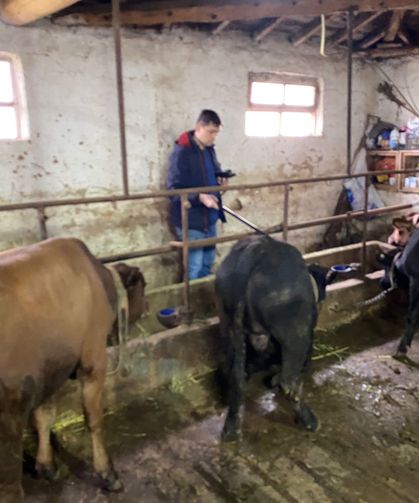 Domaniç’te ithal besilikler sağlık kontrolünden geçti