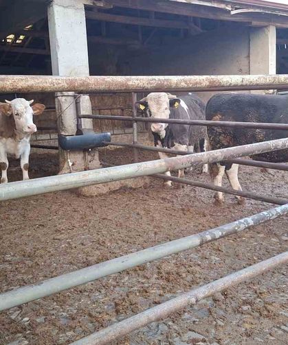 Hisarcık’ta sevindirici gelişme: Şap hastalığına karşı mücadele başarıyla sonuçlandı