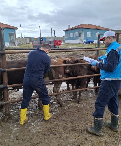 Kütahya’da ithal sığırlara sağlık kalkanı