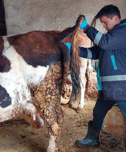Hisarcık’ta şap hastalığı şüphesi: Ekipler sahada, kan örnekleri toplandı