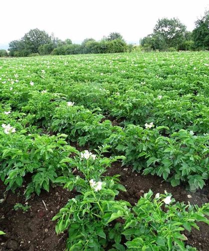 Kütahya patates üreticilerine “Bitki Pasaportu” zorunluluğu